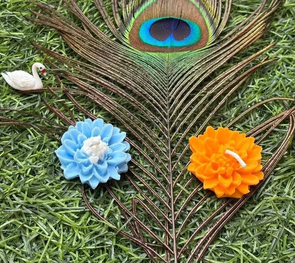 Water Lily